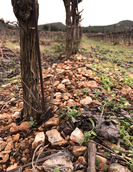 Wine starts from the field. The soil is the most important factor in the growth of vines thus affects the aromatic and  gustative profile of the grapes and therefore of the wines produced